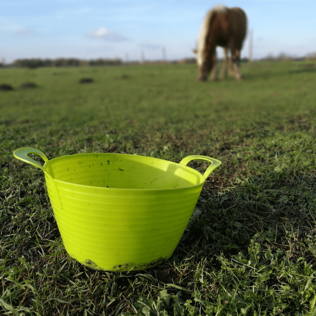 Looking After Your Horse In Hot Weather