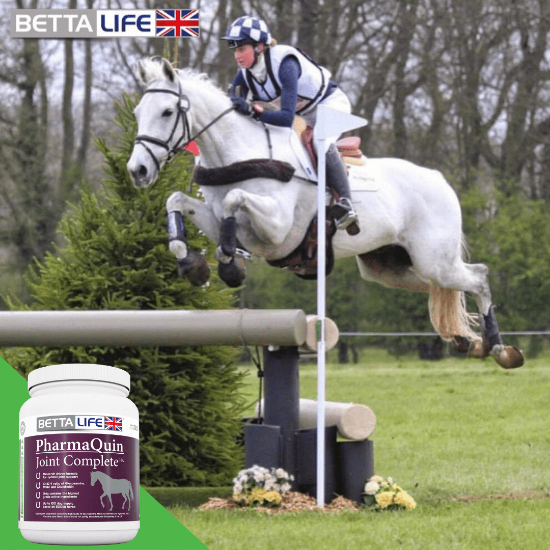 Choosing An Equine Joint Supplement