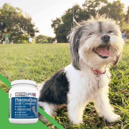 Search for a Canine Brand Ambassador 1