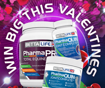 Spread The Love to Horses, Dogs & Humans