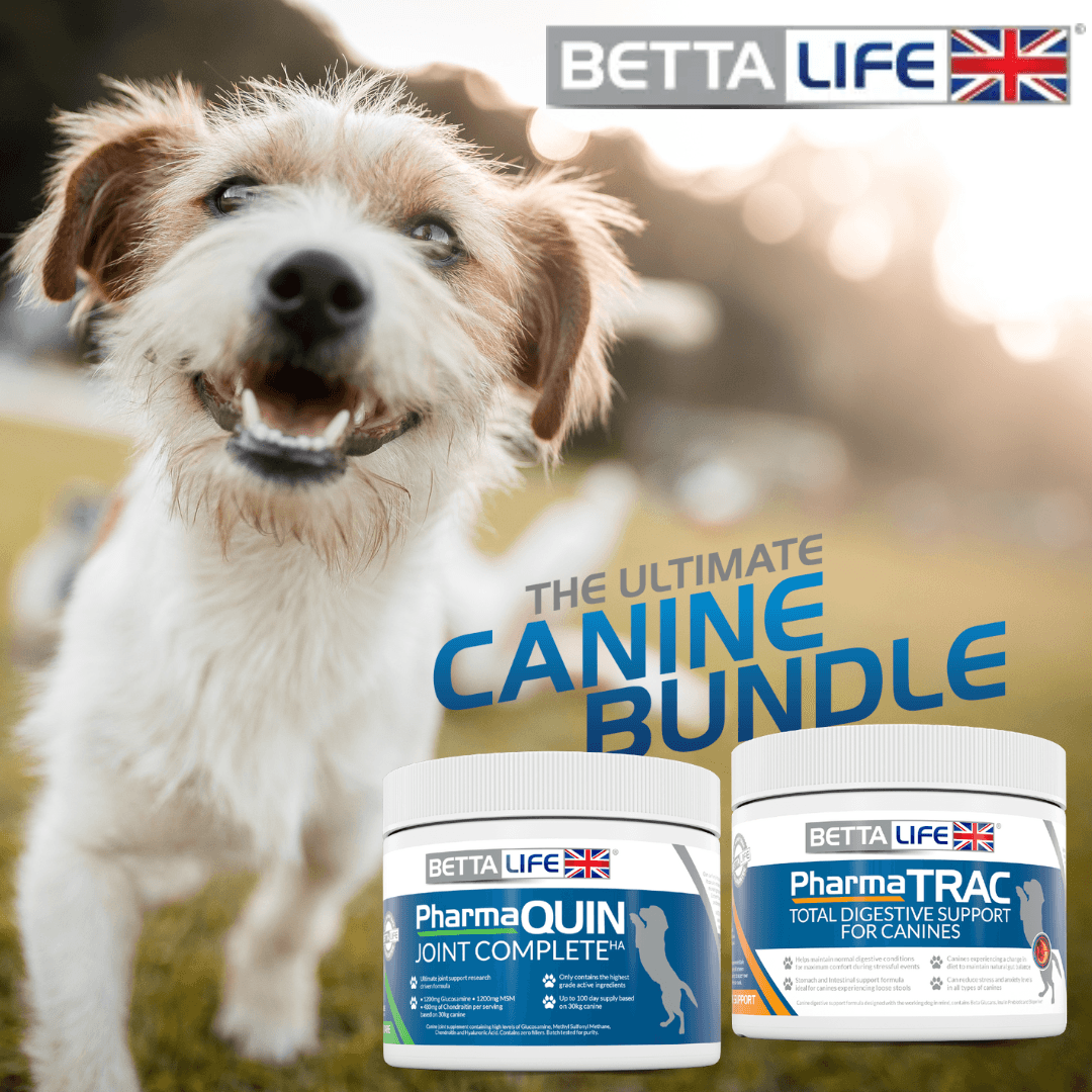 Introducing The Ultimate Canine Bundle