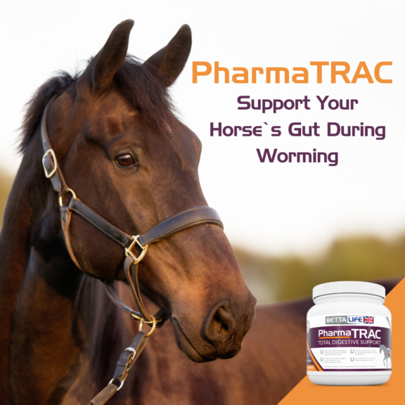 Support Your Horse’s Gut During Worming