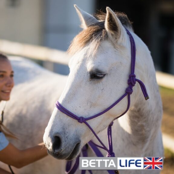 Best Topline Stretches For Your Horse