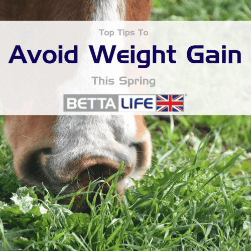 Avoid Weight Gain Spring BL Blog