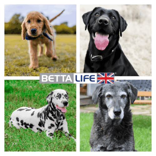 Dogs of all ages