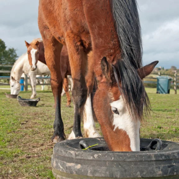How to Change Your Horse’s Diet This Spring