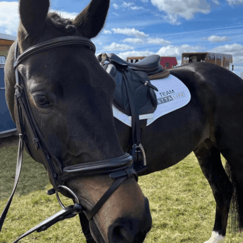 BL Young Horse