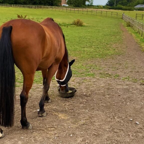 Support Your Horse in the Heatwave