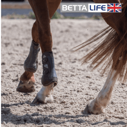 Horse Walking