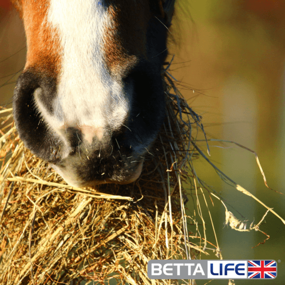 The Importance of Fibre in Your Horse’s Diet