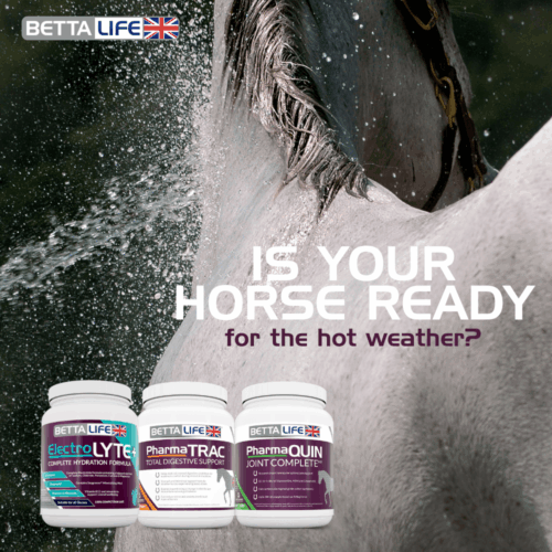 Horse Hot Weather (3)