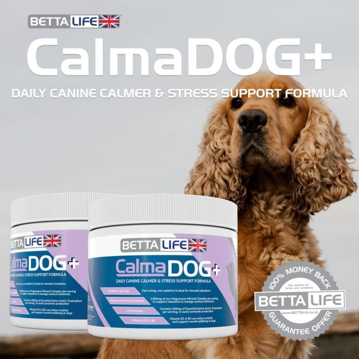 CalmaDog Featured Animal 1